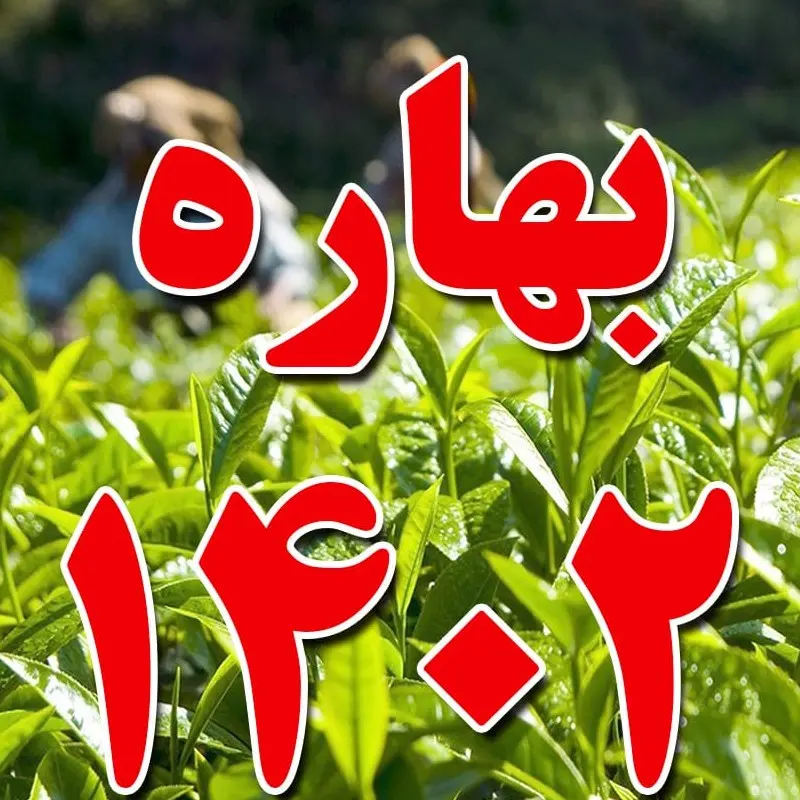 چای سرگل بهاره لاهیجان 1402 (  نیم کیلویی 500 گرمی)